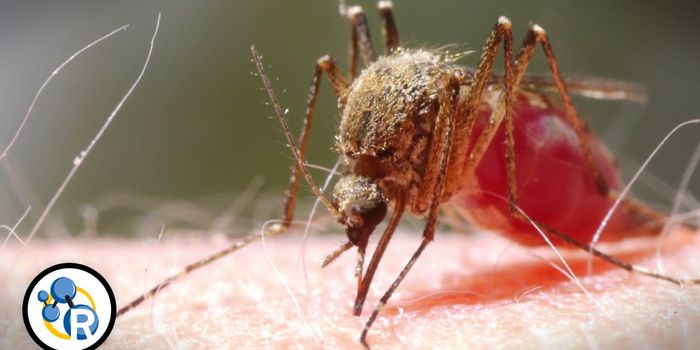 How to NOT Get Bitten By A Zika Mosquito