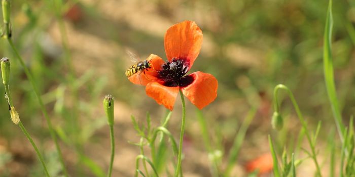 Nitrogen-Loving Plants Are Overpopulating Britain's Roadsides