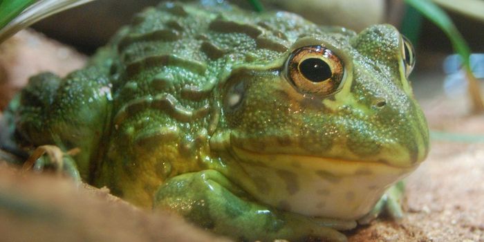A Bullfrog Father Saves His Tadpoles From Certain Death