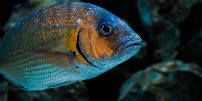 Australian Fish Helped Researchers Validate Convergent Evolution