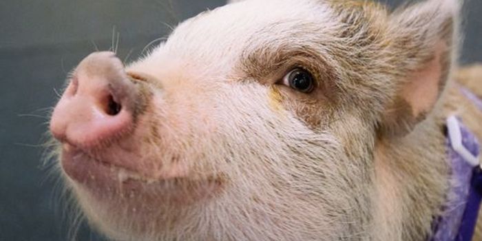 Pig and Pups Learn Together