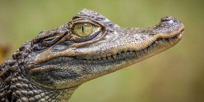 Researchers Accidentally Discover a New Crocodile Species