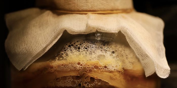 Kombucha Probiotics May Reduce Weight, Mimic Fasting