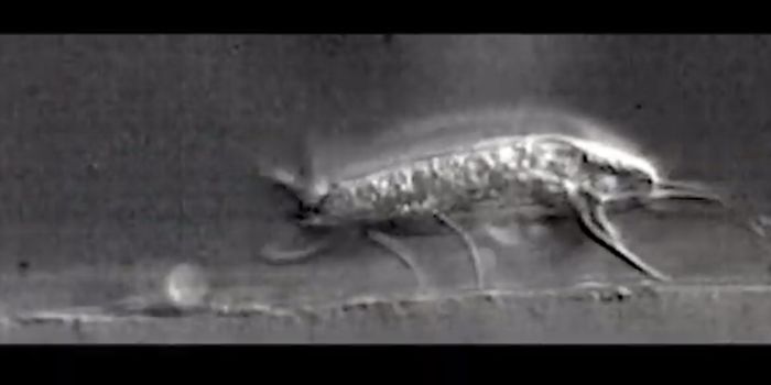 The Complex Behavior of Tiny Microbes