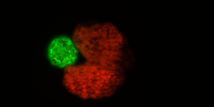 Researchers Create Living Robots That Can Self-Replicate