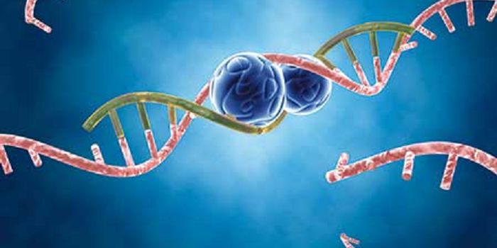 The Influence of Micro-RNAs on Physical Characteristics of Animals