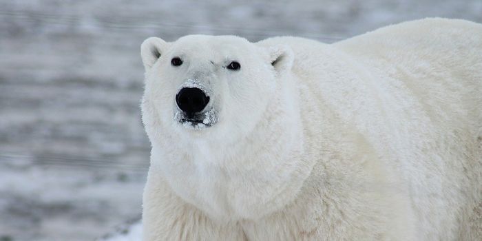 High Arctic Polar Bears are Temporarily Benefitting from Climate Change