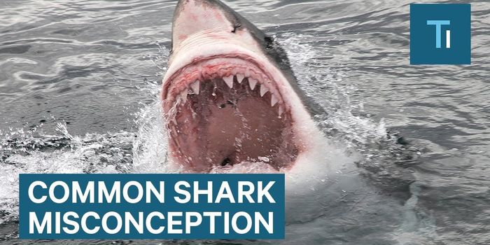 Sharks Aren't Man-Eaters