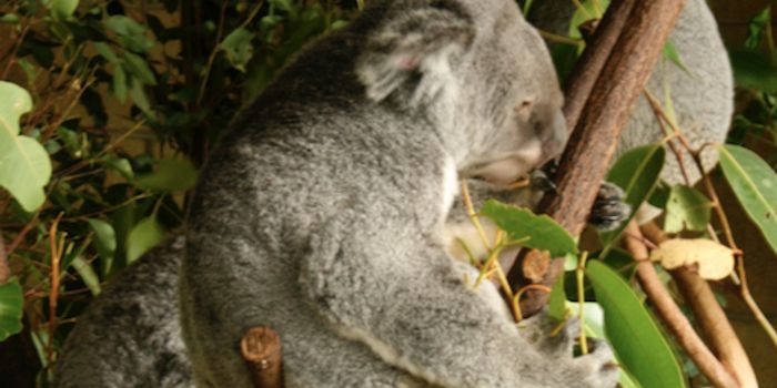 Insight Into the Origins of Junk DNA - From Koalas