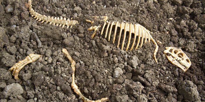 How Long Has Cancer Been Around?