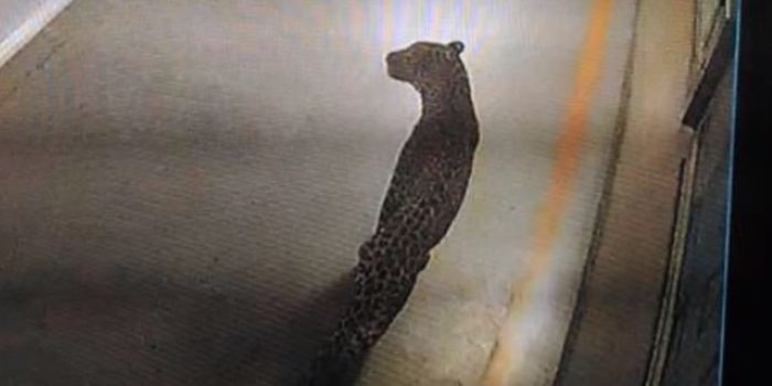 Wild Leopard Wanders Into Suzuki Factory in India