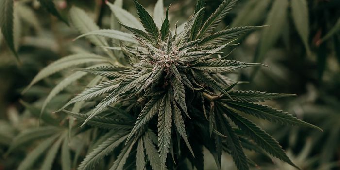 Medical Cannabis as an Adjunct in OUD Management