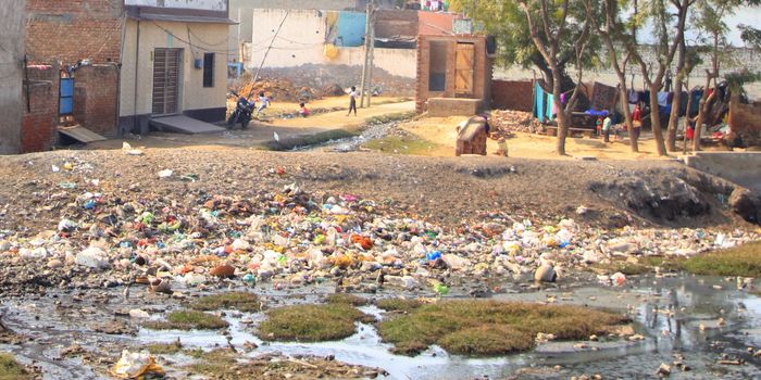 Fungal Pathogens Can Grow on Microplastics