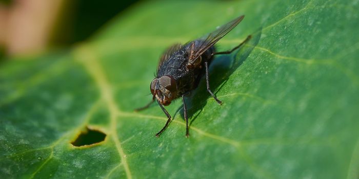 Researchers Discover Many New Viruses That are Carried by Insects