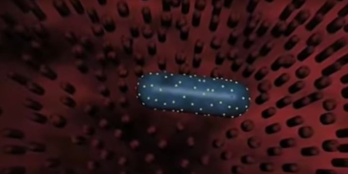 Salmonella Becomes More Deadly and Drug-Resistant in Central Africa