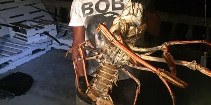 14-Pound Lobster Caught in Bermuda Near Hurricane Nicole Strike Zone