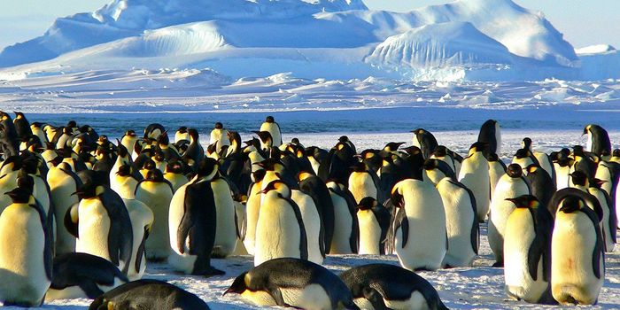 Satellite Images Reveal New Emperor Penguin Colonies