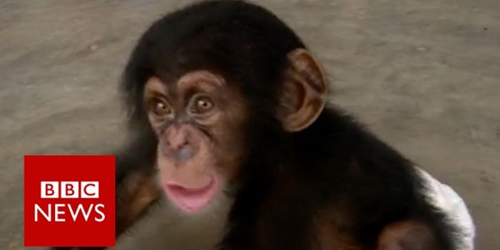 An  investigation into infant chimpanzee trafficking