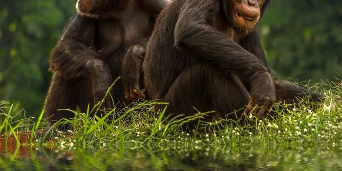 Study Suggests Courteous Chimps Live Longer Lives
