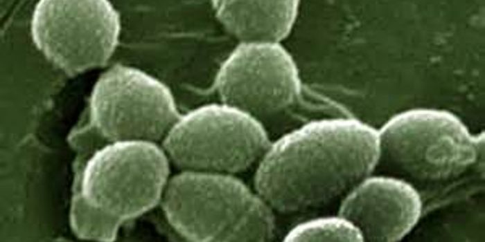 Novel Pathway Found for Antibiotic Resistance in Immunocompromised Patients