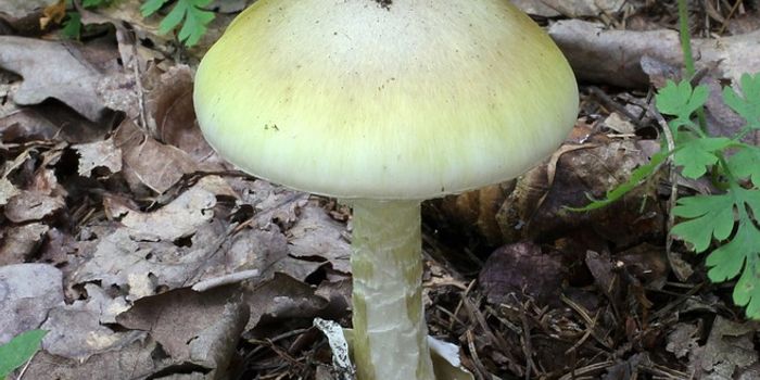 Better think twice before you bite