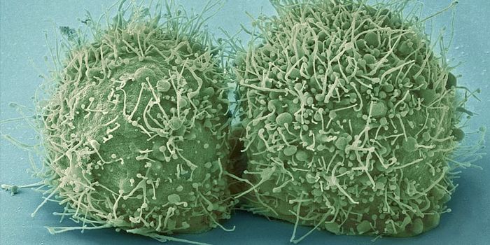 Cilia are Found to Have Vesicles That May Influence Heart Disease