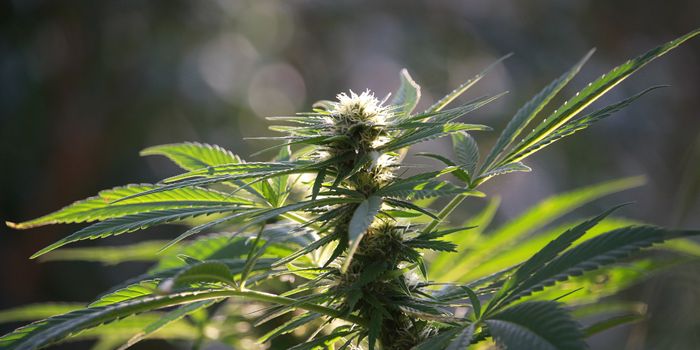 Developing Hemp Germplasm for Southern Climates