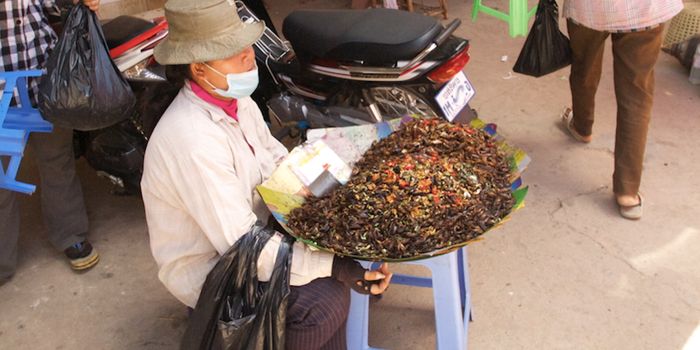 Insects, Algae Might be the Way Out of a Future Food Crisis