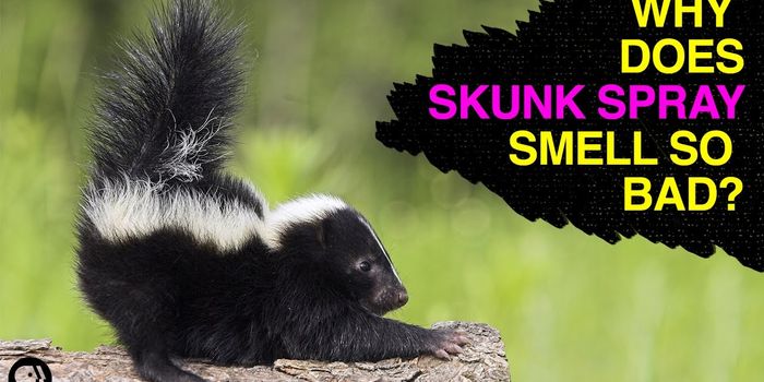 What Makes Skunk Spray so Noxious?
