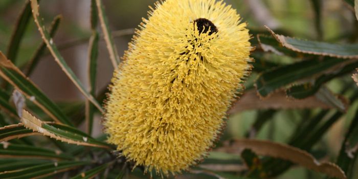 In Nutrient-Scarce Ecosystem, Microbe-Plant Collaboration Creates Diversity