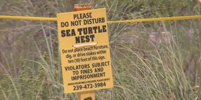 Please Don't Eat the Sea Turtles!