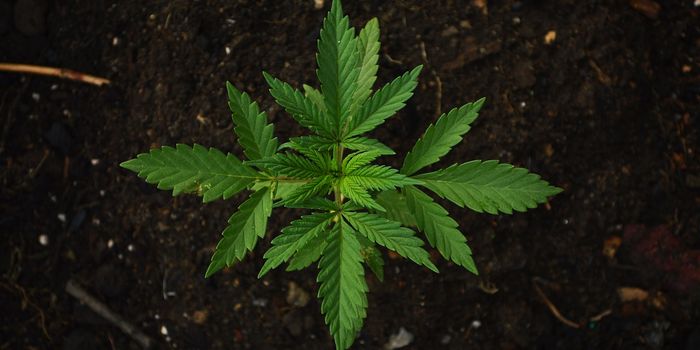 First FDA Approved Drug Derived From Marijuana Used to Treat Two Rare Forms of Epilepsy