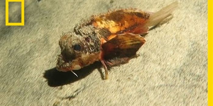 What is this mysterious "walking" fish?