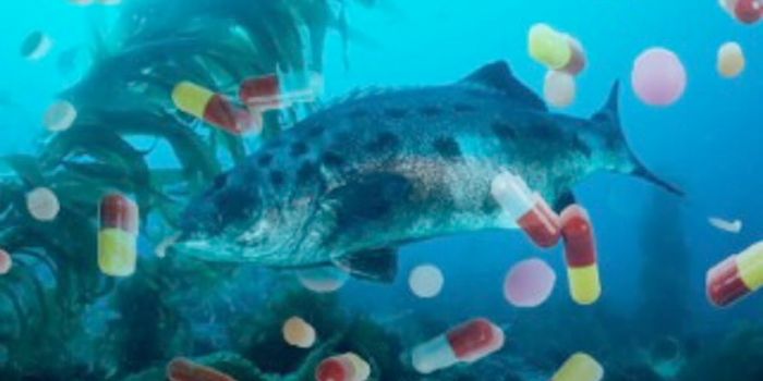 Alarming quantity of antidepressants found in fish