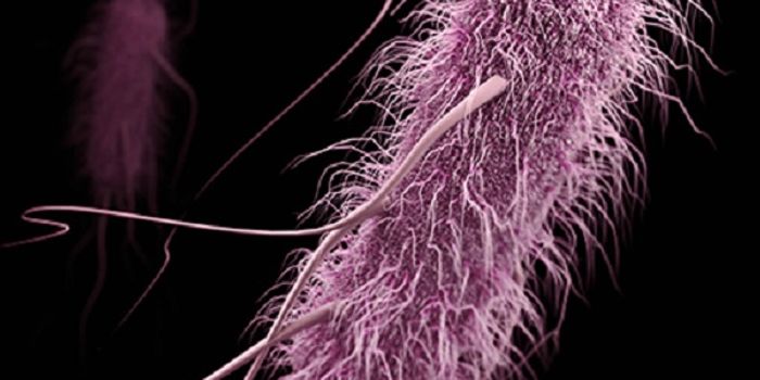 Common Bacteria Poised to Morph Into Superbugs?