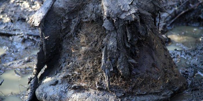 Ancient Microbial Samples Revealed in Mammoth Remains
