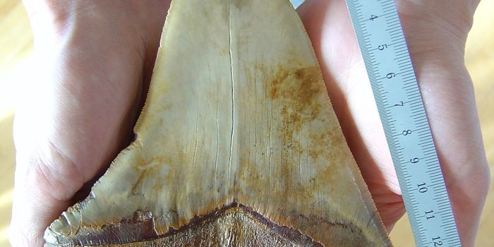 National Megalodon Day: 5 Facts About Megalodons