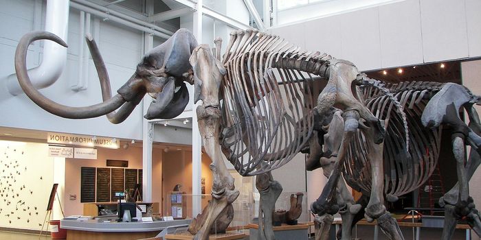 The Pros and Cons of Reviving Extinct Animal Species