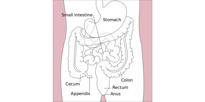 GI Motility Disorders