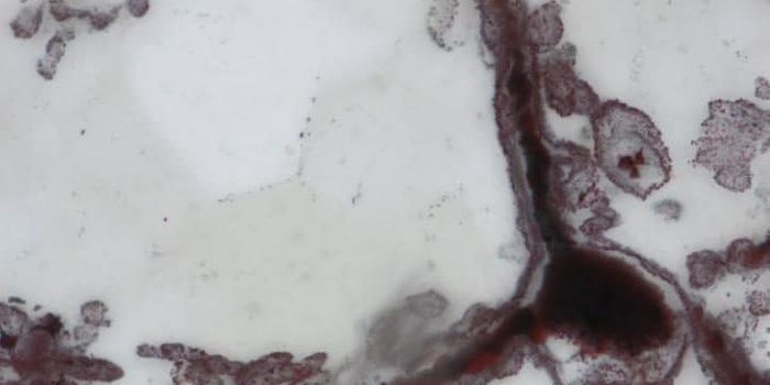 Earth's Oldest Fossils Discovered in Quebec