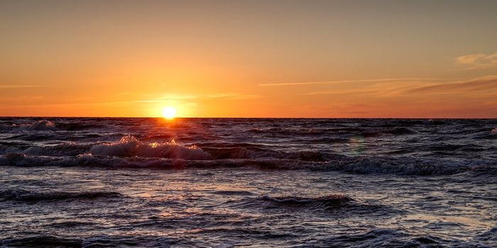 Ecosystem Overhaul: Marine Heat Waves' Ripple Effects on West Coast Wildlife