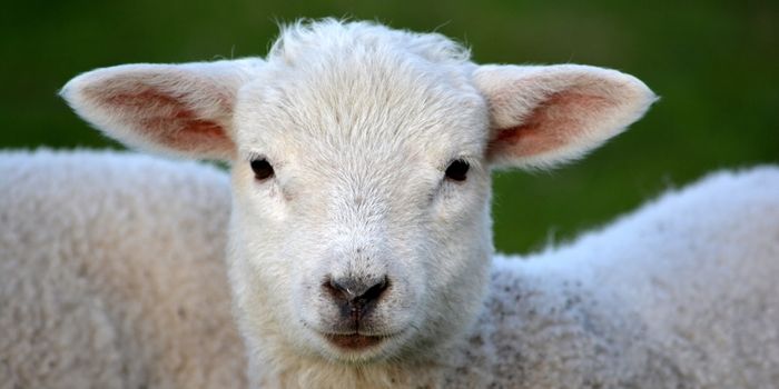Mutant sheep bred to help scientists understand rare child brain disease