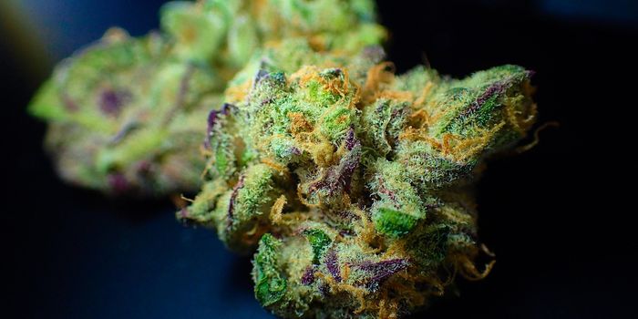 Areas with Military Veteran Populations Have Higher Rates of Licensed Medical Cannabis Doctors