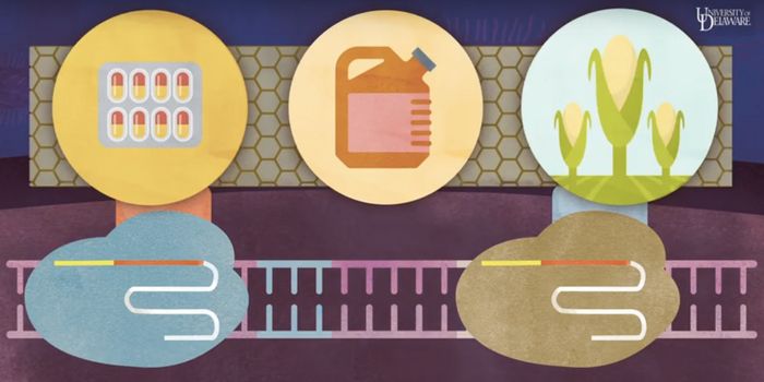 Using CRISPR/Cas9 to Modify Chemical Reactions in Cells