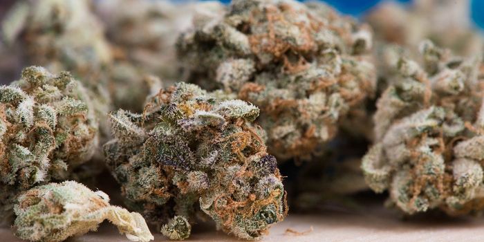 Study Shows Marijuana Withdrawal is Real