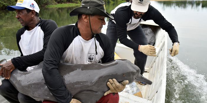 Conservationists Tag Amazon River Dolphins for the First Time