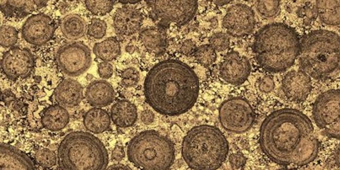 Ancient Microbes Helped Construct Buildings