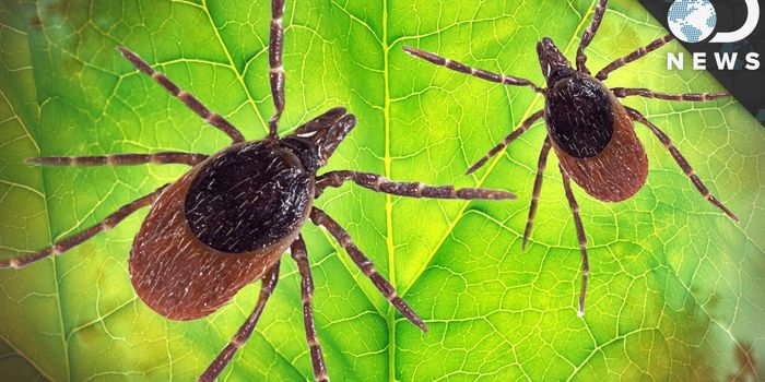 Watch out for that tick: understanding Lyme disease