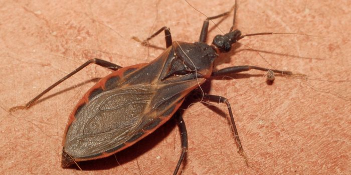 Chagas Disease More Deadly Than Thought