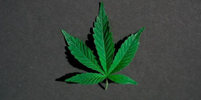 Benefits of Cannabis Tissue Culture